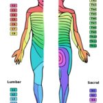Coloured diagram of dermatomes | Featured Image for Referred Pain blog for Pivotal Motion Physiotherapy.
