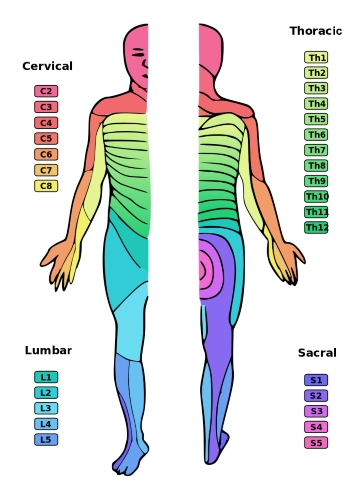 Myotomes and Dermatomes | Pivotal Motion Physiotherapy