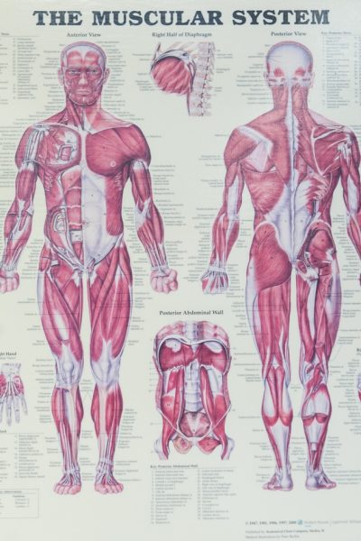 The muscular system from a textbook | Featured image for Pivotal Motion Physio.