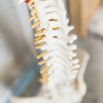 A spine model | Featured image for Pivotal Motion Physio.