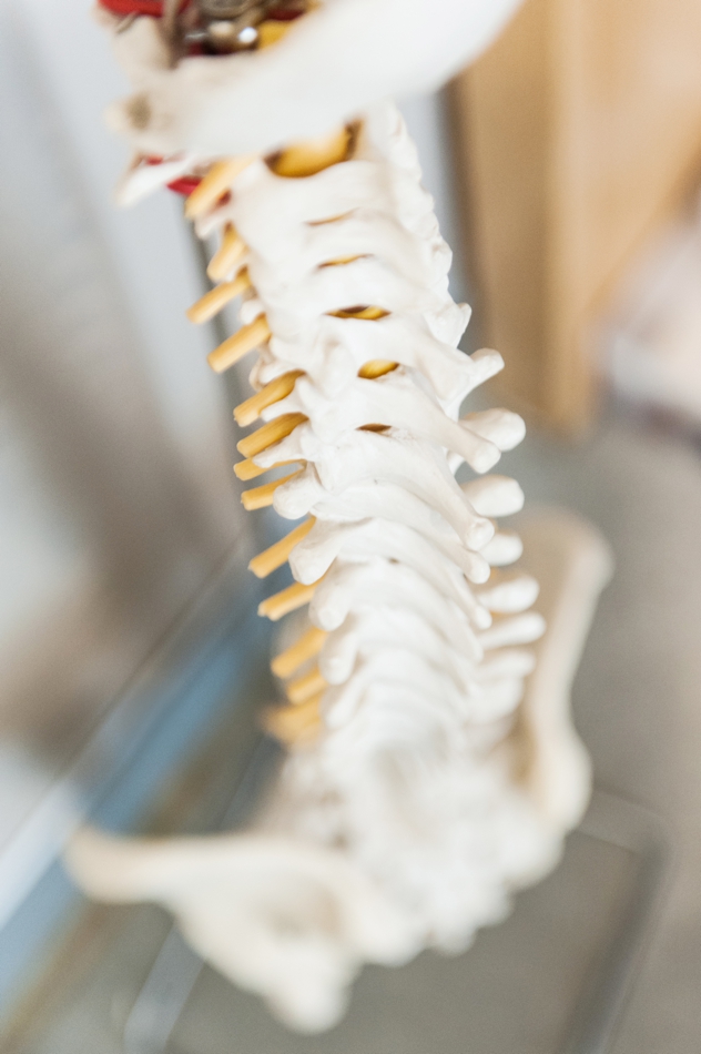 A spine model | Featured image for Pivotal Motion Physio.