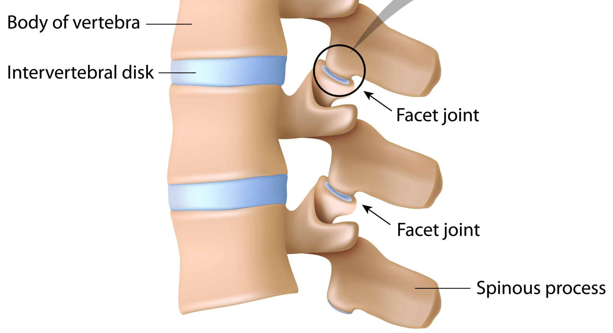 facet joint