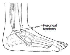 Peroneal tendons