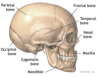 Diagram indicating bones of the skull | Featured image for Jaw Physiotherapy Treatment service at Pivotal Motion.