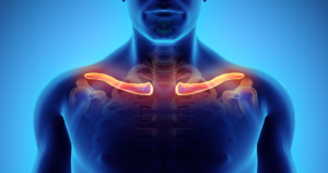 clavicle