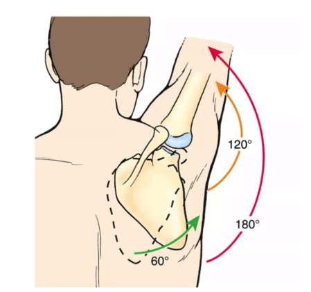 Scapular Stability Importance