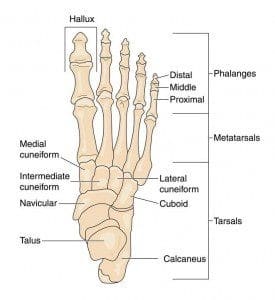 Bones of the Foot and Their Names