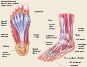 detailed anatomical foot diagram