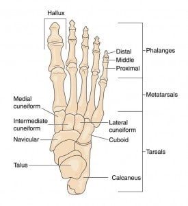 Foot anatomy diagram