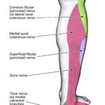 Sural nerve location diagram