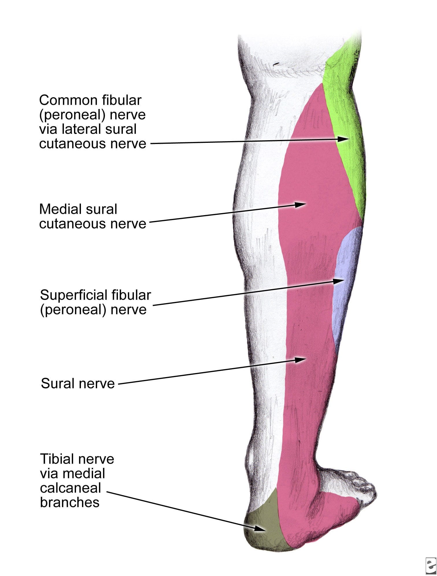 Sural nerve location diagram