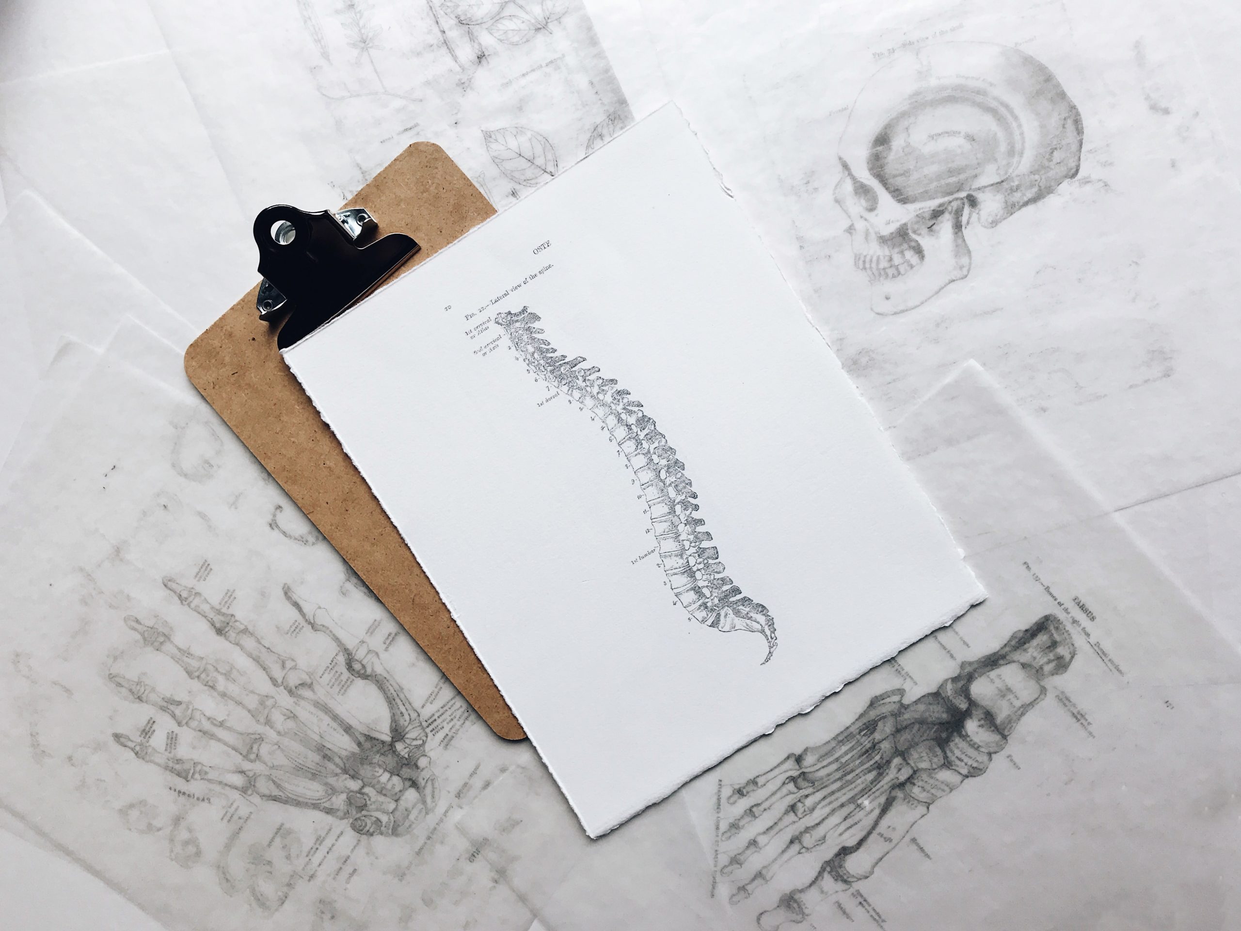 Black and white drawing of human spinal column | featured image for 4 easy exercises for correct posture.
