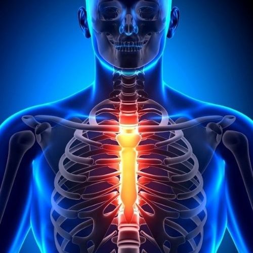 An illustration of a transparent person with their ribcage | Featured image on Sternoclavicular Joint Injuries.