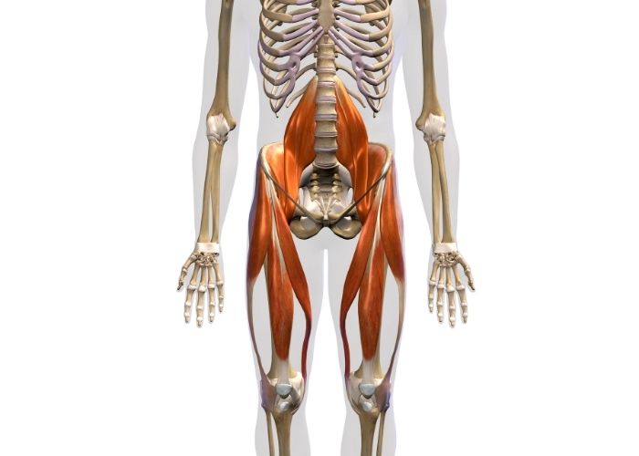 An illustration of a skeletons torso and upper thighs with muscles showing | Featured image for Hip Physiotherapy.