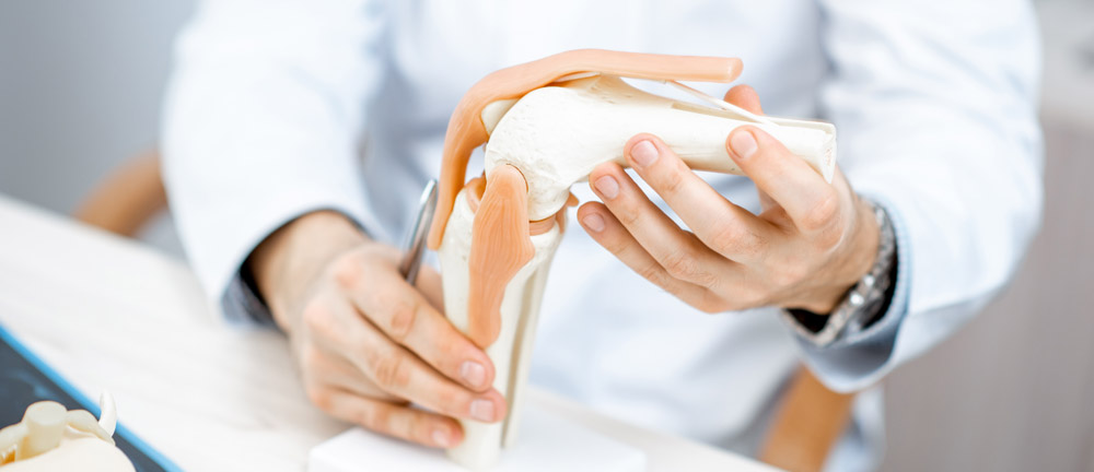 Medical model of a knee joint | Featured Image for Clicking Knees
